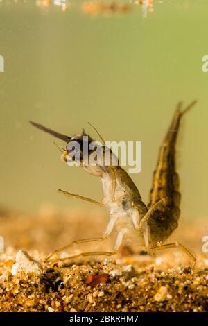 Große Taucherkäfer Larve essen eine Kaulquappe in einem Studio fotografiert und wieder freigegeben, wo sie gefunden wurde. Er hatte die Kaulquappe erwischt, als er gefangen wurde. Stockfoto