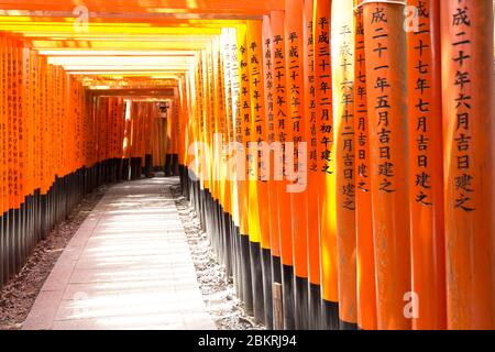 Japan, Honshu Island, Kansai Region, Kyoto, Fushimi ku Bezirk, Le Fushimi Inari taisha Schrein, Tor oder Torii Stockfoto