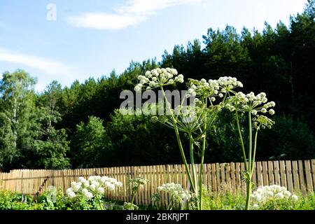 Sphärische Sonnenschirme Garten Angelica auf einem Hintergrund von blauem Himmel. Wilder Sellerie und norwegische Angelica Angelica Archangelica Stockfoto