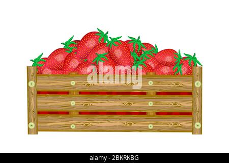 Erdbeeren in Box auf weißem Hintergrund isoliert. Kiste mit saftigen Erdbeeren. Öko Bauernhof, Markt, Transport. Etikett, Paket, Banner, Symbol. Vektor Stock Vektor