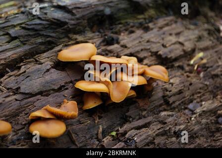 Regalpilz, der auf einem umgestürzten Baum im Wald wächst Stockfoto