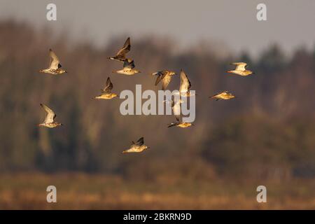 Frankreich, Somme, Baie de Somme, Le Crotoy, Marais du Crotoy, Rotpferderitter (Tringa totanus - Gemeine Rotschenkel) im Flug Stockfoto