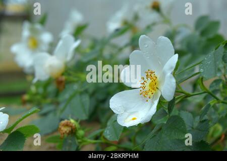 Blühende weiße wilde Rose nach Regen Nahaufnahme Stockfoto