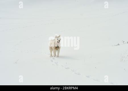 Einiger Schlittenhund Husky, der im Schnee herumläuft Stockfoto