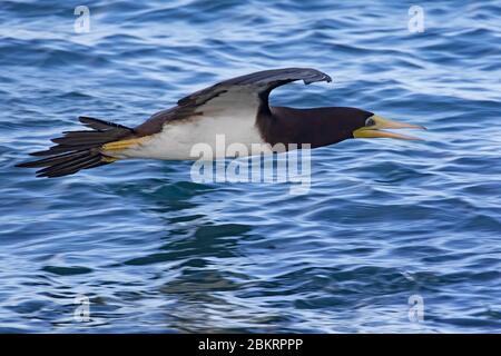 Braunbooby (Sula leucogaster) fliegt knapp über das Meerwasser des Atlantischen Ozeans Stockfoto