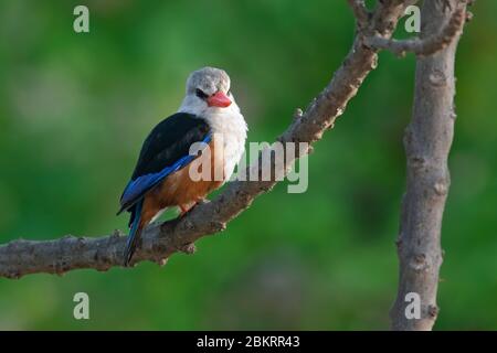 Graukopfeisvogel (Halcyon leucocephala) thront in Baum, heimisch in Afrika und Arabien Stockfoto