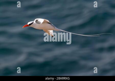 Rotschnabeltropikvogel (Phaethon aethereus) im Flug, der über den Atlantik schweben Stockfoto