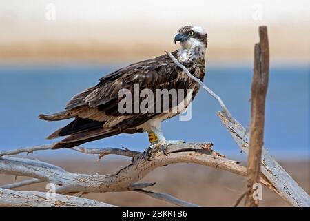 Gebänderter/geflügelter Westfischadler (Pandion haliaetus) am Ufer der Lagune von Rabil auf der Insel Boa Vista, Kap Verde / Kapverdische Inselgruppe Stockfoto