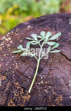 Litauen (Baltikum), Kaunas County, Rumsiskes, Common Rue (Ruta graveolens) Stockfoto