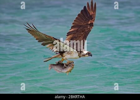 Gebänderter/geflügelter Westfischfisch (Pandion haliaetus), der mit gefangenen Papageienfischen in seinen Talons über das Meer fliegt, Kap Verde / Kapverdische Inselgruppe Stockfoto