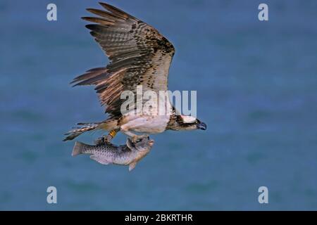 Gebänderter/geflügelter Westfischfisch (Pandion haliaetus), der mit gefangenen Papageienfischen in seinen Talons über das Meer fliegt, Kap Verde / Kapverdische Inselgruppe Stockfoto