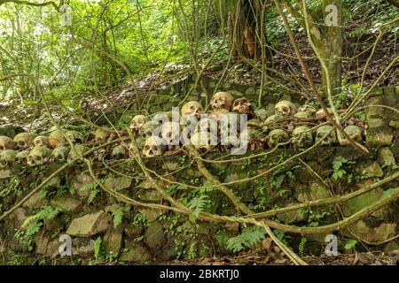 Schädel auf dem Kuburan Terunyan Friedhof auf der Insel Bali. Menschliche Schädel, die in Reihen übereinander auf Steinwänden unter banyan-Bäumen gestapelt sind, whic Stockfoto