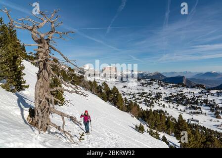 Frankreich, Drome, Vercors, Hauts-Plateaus, Gipfel der Montagnette (1972m), Wanderer auf dem Weg zum Grand Pas, im Hintergrund der Grand Veymont (2341m) und der Mont Aiguille (2087m) Stockfoto