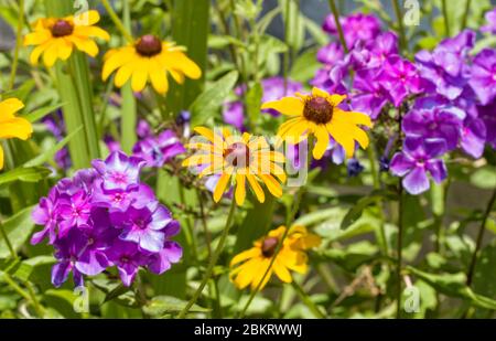 Leuchtend gelb Schwarzäugige Susan blüht in der Mitte von lila Phlox-Blütenbüscheln Stockfoto