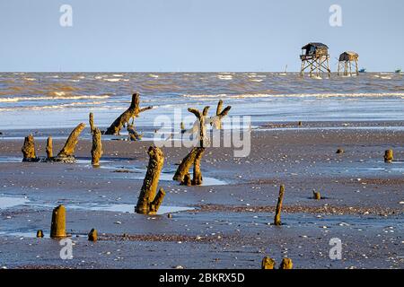 Vietnam, Provinz Tien Giang, Go Cong, Mangrove Landschaft Stockfoto