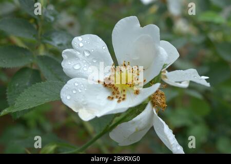 Blühende weiße wilde Rose nach Regen Nahaufnahme Stockfoto