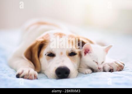 Katze und Hund schlafen zusammen. Kätzchen und Welpen die nap. Home Haustiere. Animal Care. Liebe und Freundschaft. Heimische Tiere. Stockfoto