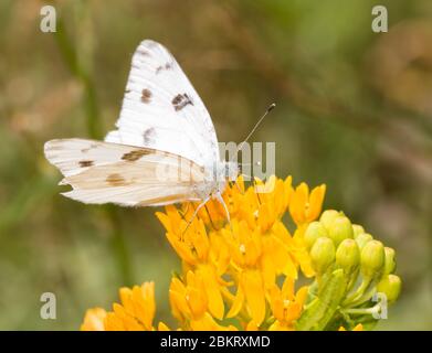 Karierte weiße Schmetterling Fütterung auf einer gelben Butterflyweed Blume Stockfoto