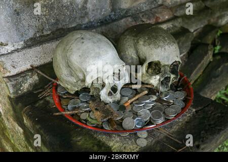 Zwei menschliche Schädel am Eingang zum Kuburan Terunyan Friedhof in Bali. Weißer menschlicher Schädel auf Emaille-Tablett mit Münzen. Besucher lassen Geldangebote an die Stockfoto