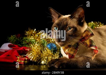 Schöne Siamkatze mit Schleife, neben Charmas Dekoration, auf dunklem Hintergrund Stockfoto