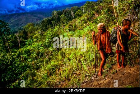 Indonesien, Sulawesi, Kolonodale, Morowali Nationalpark, Expedition zum Berg Wanas, auf dem Weg zu einem Waldlager Stockfoto