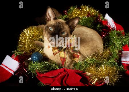 Siamkatze mitten im weihnachtlichen Lametta; Blick auf den Betrachter; auf dunklem Hintergrund Stockfoto