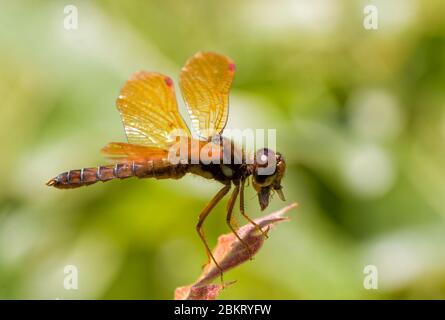 Östliche Amberwing Libelle, die einen Käfer isst, während sie sich auf einer Eichenblattspitze ausruht Stockfoto