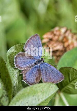 Dorsale Ansicht eines winzigen, männlichen östlichen tailed-blauen Schmetterlings, der auf seiner Wirtspflanze, Klee ruht Stockfoto