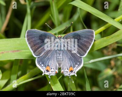 Dorsale Ansicht des grauen Hairstreak Schmetterlings mit seinen Flügeln geöffnet, auf einem Grashalm ruhend Stockfoto