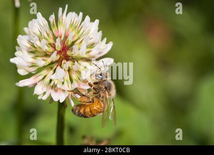 Honigbiene auf weißer Kleeblume, Nektar sammeln; mit Kopierraum Stockfoto