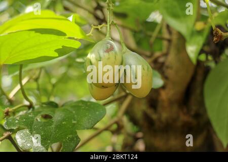 Gereifter Tamarillo auf Baum. Ein Bündel frischer Cyphomandra betacea, die auf einem Ast in einem sonnigen Garten reifen. Köstliche Frucht Solanum Betaceum.Green sol Stockfoto