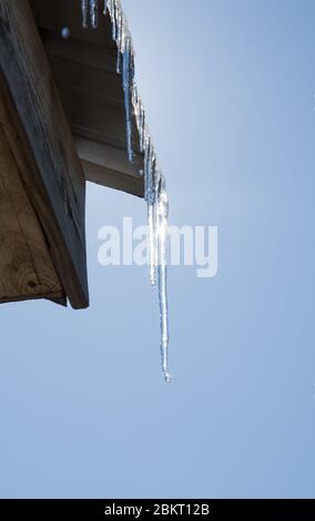 Eiszapfen am Rand eines Metalldaches, schmelzen, tropfen mit Wasser, hinten von der Sonne gegen den blauen Himmel beleuchtet Stockfoto