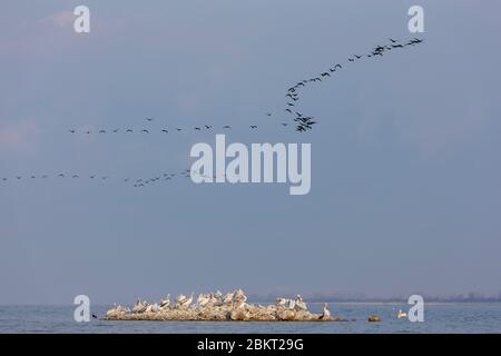 Griechenland, Mazedonien, Kerkini See, dalmatinischer Pelikan (Pelecanus crispus) und Kormoran im Flug Stockfoto