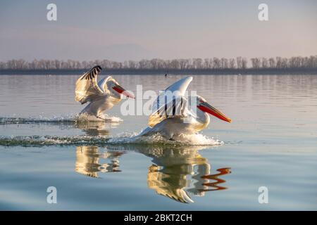 Griechenland, Mazedonien, Kerkini See, dalmatinischer Pelikan (Pelecanus crispus) Stockfoto