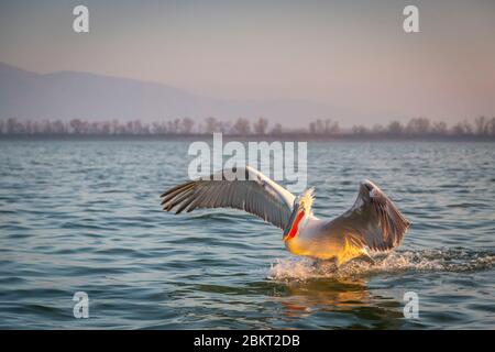 Griechenland, Mazedonien, Kerkini See, dalmatinischer Pelikan (Pelecanus crispus) Stockfoto