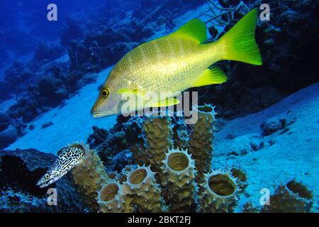 Gelbe Schnapper über Tubenschwämme und ein schwarz gefleckter Muränen, der aus einem Tubenschwamm in der karibik, Bonaire, Insel, Karibik kommt Stockfoto