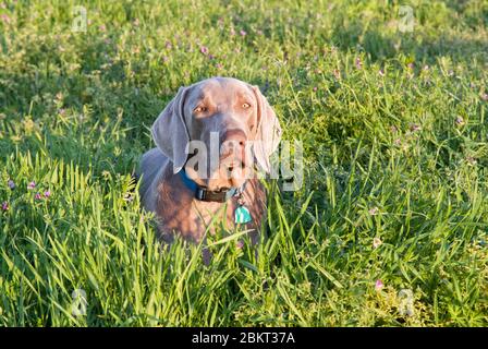 Schöner Weimaraner Hund, der in hohem Gras zwischen Blumen ruht, in der späten Abendsonne Stockfoto