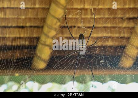 Draufsicht auf Nephila pilipes oder goldene Orb-Netz-Spinne. Der Riese Banana Spider wartet auf seine Beute auf seinem Netz. Makro Nahaufnahme von Spider im wilden Asien Stockfoto