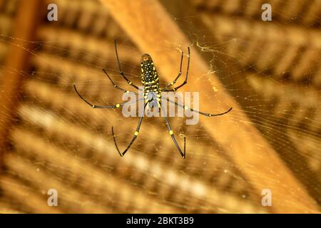 Von unten gesehen Nephila pilipes oder goldene Orb-Netz Spinne. Giant Banana Spider wartet auf Beute auf seinem Netz. Makro Nahaufnahme von Spider im wilden Asien Stockfoto