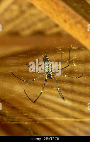 Von unten gesehen Nephila pilipes oder goldene Orb-Netz Spinne. Giant Banana Spider wartet auf Beute auf seinem Netz. Makro Nahaufnahme von Spider im wilden Asien Stockfoto