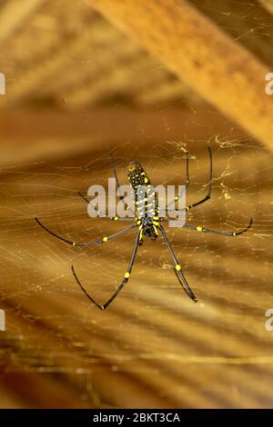 Von unten gesehen Nephila pilipes oder goldene Orb-Netz Spinne. Giant Banana Spider wartet auf Beute auf seinem Netz. Makro Nahaufnahme von Spider im wilden Asien Stockfoto