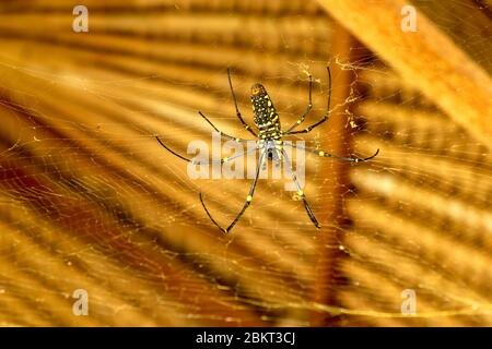 Von unten gesehen Nephila pilipes oder goldene Orb-Netz Spinne. Giant Banana Spider wartet auf Beute auf seinem Netz. Makro Nahaufnahme von Spider im wilden Asien Stockfoto