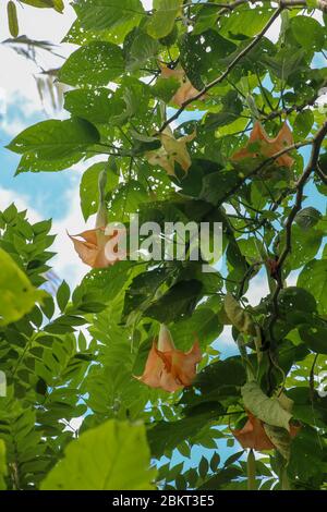 Viele gelbe Brugmansia namens Engel Trompete oder Datura Blume Blüte in Bali. Orangefarbener blühender Brugmansia Sanguinea Engelstrompet-Strauchbaum. Beste n Stockfoto