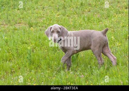 Liebenswert junge Weimaraner Welpen zu Fuß im Gras, Blick auf den Betrachter Stockfoto