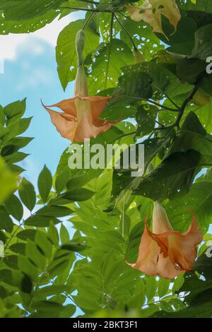 Viele gelbe Brugmansia namens Engel Trompete oder Datura Blume Blüte in Bali. Orangefarbener blühender Brugmansia Sanguinea Engelstrompet-Strauchbaum. Beste n Stockfoto