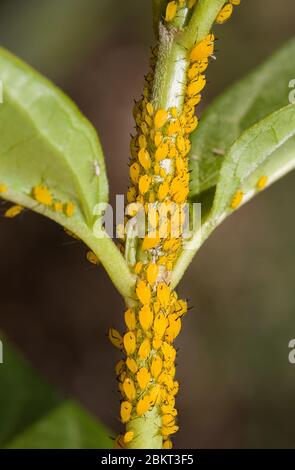 Oleander Blattläuse versammelten sich auf einem Milkweed-Stiel Stockfoto