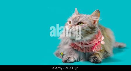 Ginger flauschige Katze legt in einem rosa Kragen auf einem türkisfarbenen Hintergrund Stockfoto