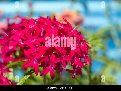 Sternförmige, leuchtend rosa Pentablüten in der Sommersonne Stockfoto