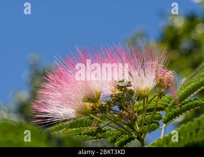 Leuchtend rosa persische Seidenbaum blüht gegen blauen Himmel Stockfoto