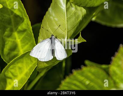 Kleiner weißer Schmetterling oder Pieris rapae, Anfang Mai, auf einem Lorbeerblatt im Frühlingssonne ruhend Stockfoto